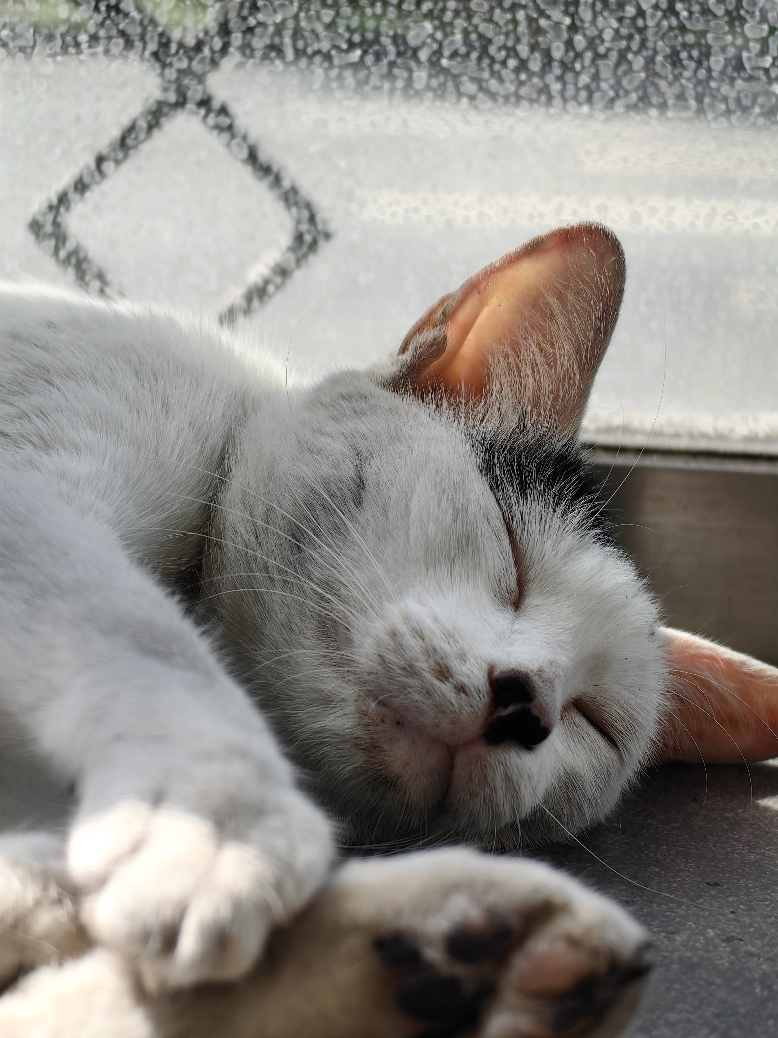 Velvet Greens sourcing